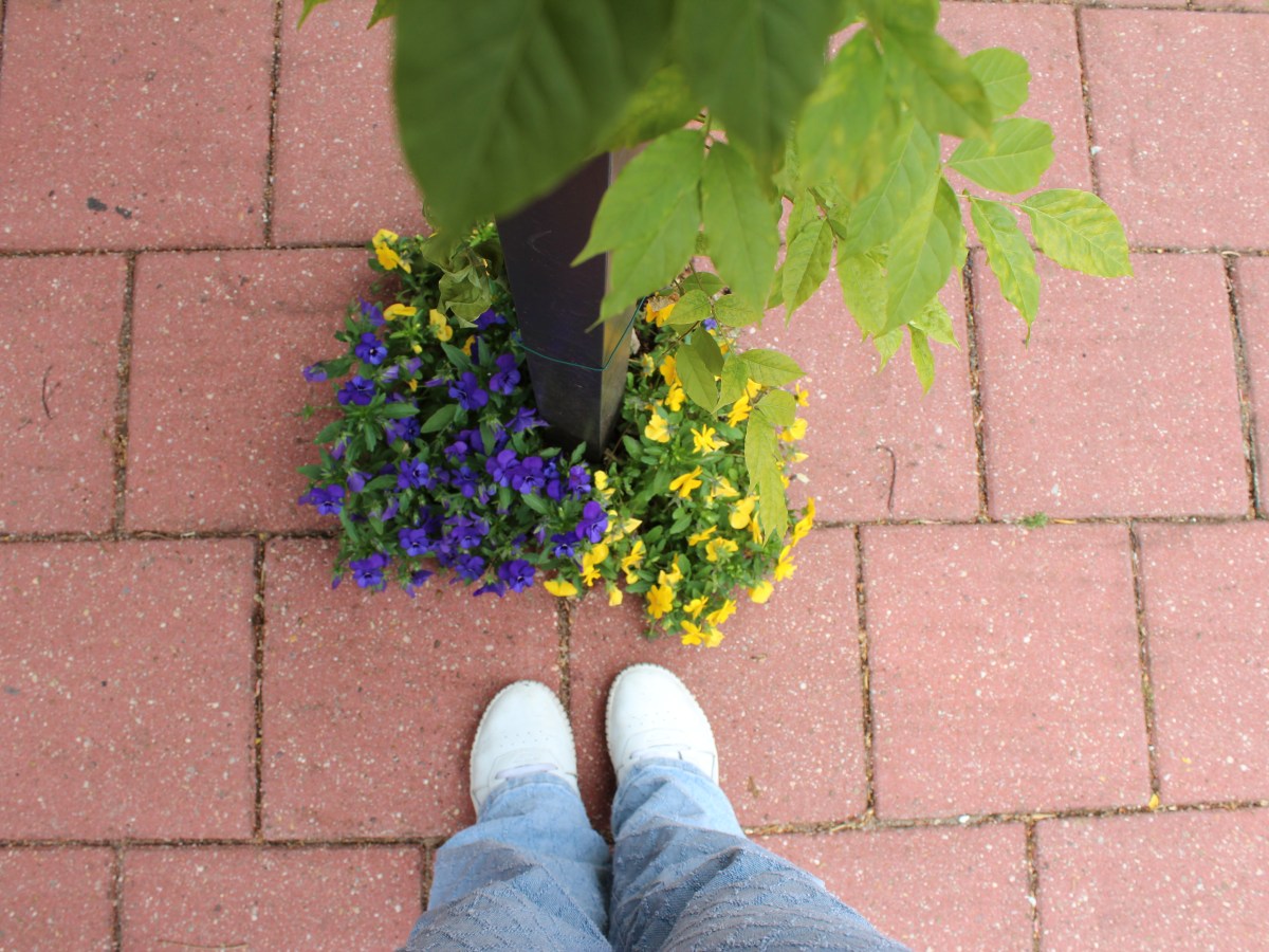 Bringing nature to De Oude&nbsp;Tol